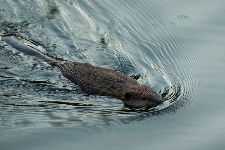 California Aims To Tap Beavers To Help With Water Issues California Aims To Tap Beavers To Help With Water Issues