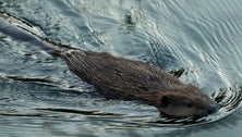 California Aims To Tap Beavers To Help With Water And Wildfire Issues