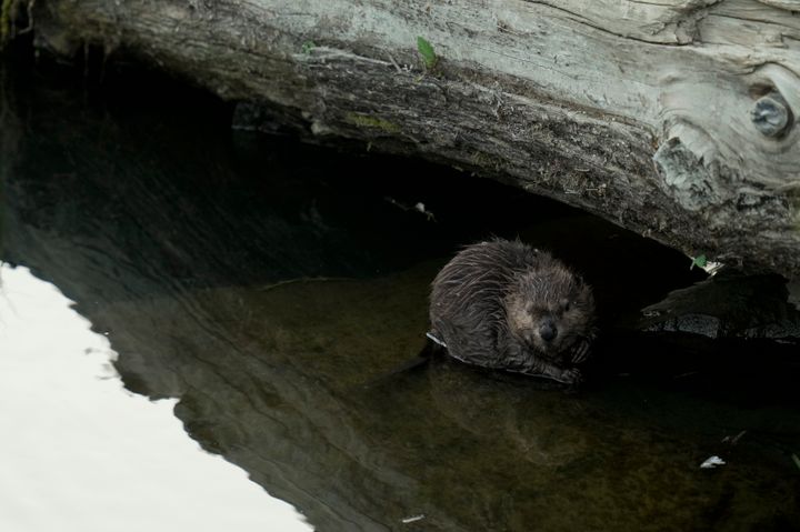 A beaver sits on a rock in Napa Creek, Wednesday, July 19, 2023, in Napa, California.