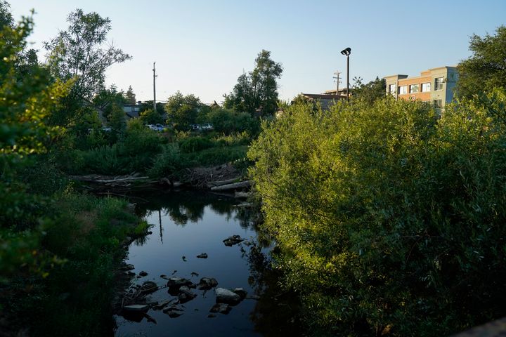 Beavers can frequently be seen in Napa Creek, Wednesday, July 19, 2023, in Napa, California.