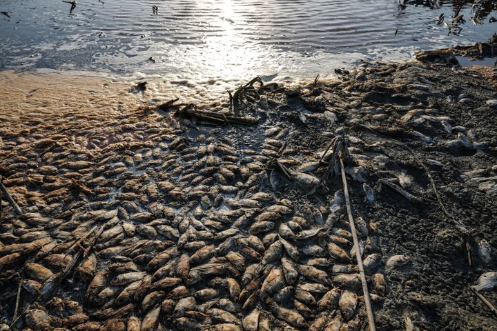 Dead fish lie on the banks of a drying marsh in Chibayish in Iraq's southern Dhi Qar province on July 5, 2023, home to fabled marshes in the floodplain of the Tigris river, already suffering from the effects of global warming.
