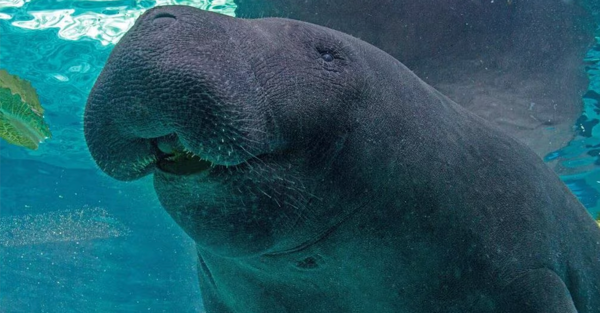 Florida Aquarium Blames Manatee’s Death On ‘High-Intensity Sex’ With Another Male Florida Aquarium Blames Manatee’s Death On ‘High-Intensity Sex’ With Another Male