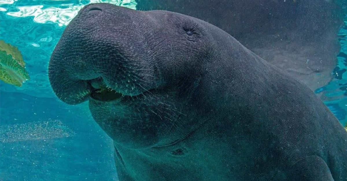Florida Aquarium Blames Manatee’s Death On ‘High-Intensity Sex’ With Another Male