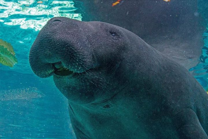 Hugh the Manatee before his untimely death in April at the age of 38.