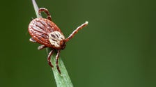 Cases Of Tick-borne Illnesses Are On The Rise. Experts Think Climate Change Is To Blame.