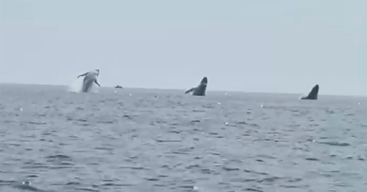 New Hampshire Resident Astounds by Capturing Extraordinary Whale Ballet Performance