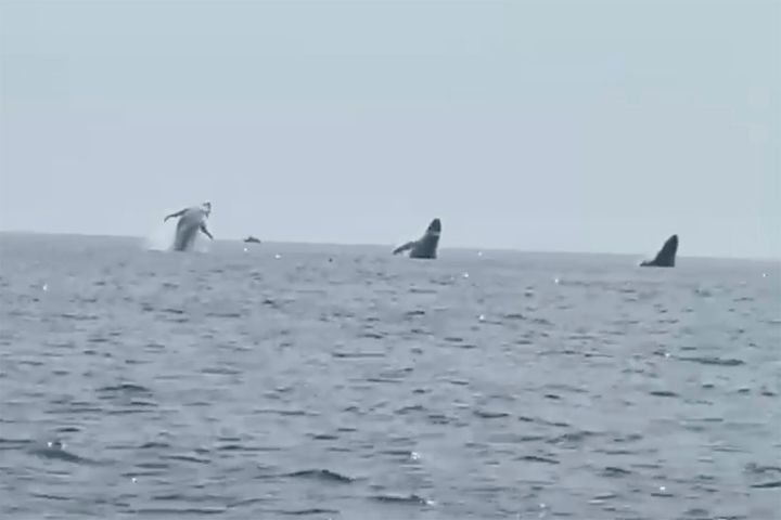 Questa immagine fissa dal video fornito da Robert Addie mostra tre megattere che saltano dall'acqua al largo della costa di Cape Cod, Massachusetts, lunedì 24 luglio 2023. 