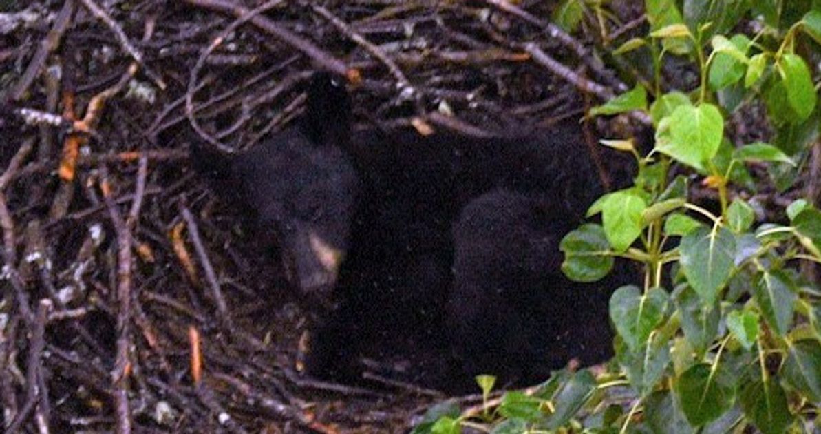Innovative Bear Spotted Catching A Nap In Bald Eagle Nest