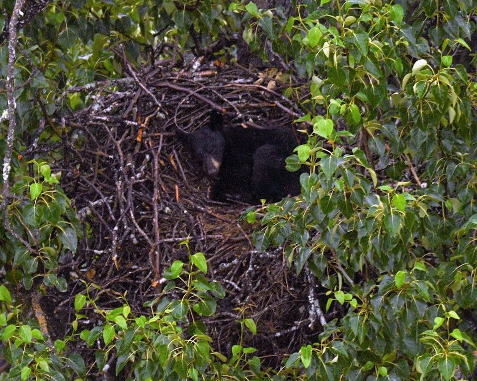 Black Bear Seen Taking Nap In Bald Eagle Nest | HuffPost Impact