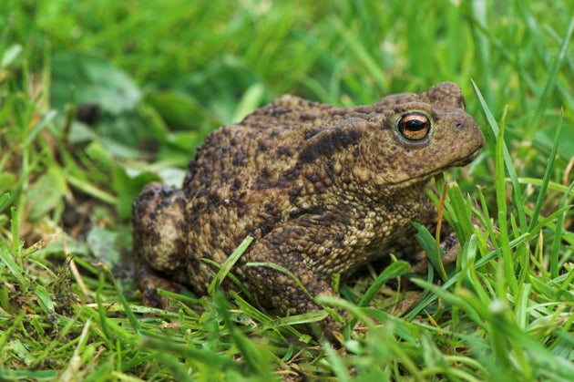 カエルのイメージ画像（各地で発見された“金色”のカエルではありません）