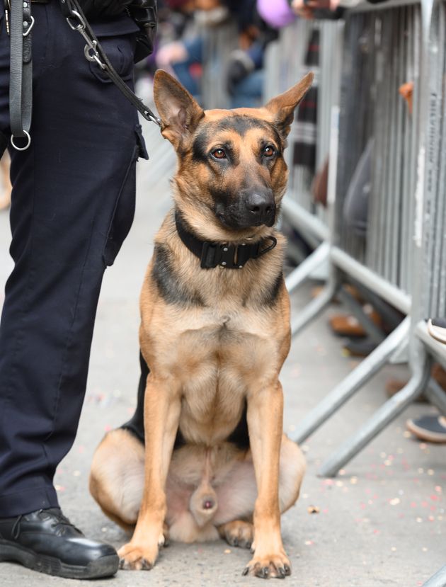 アメリカの警察犬（K9）※記事中の警察犬とは関係がありません