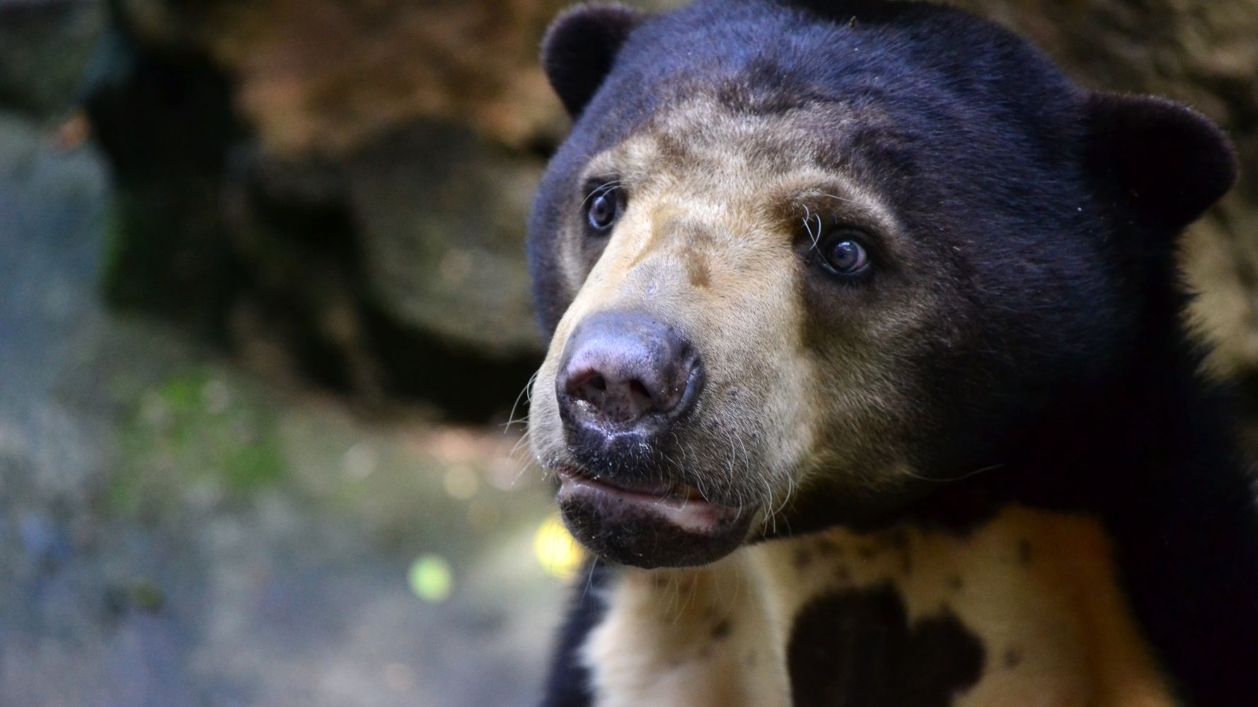 Irish Bears Show 