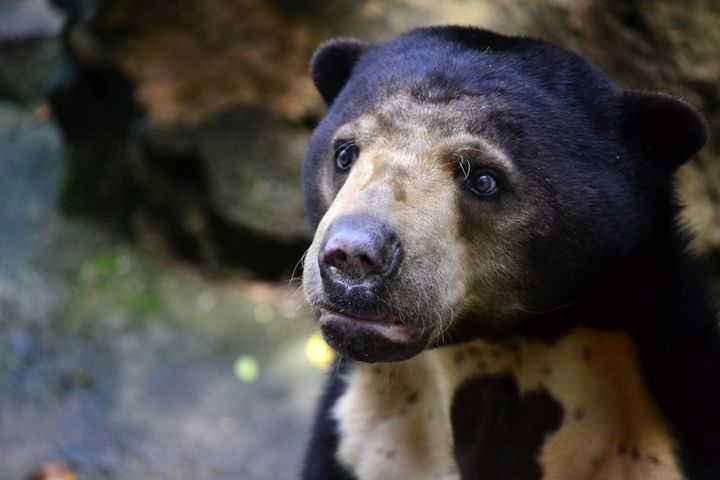 A Black Malayan sun bear.