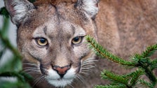 Child, 8, Survives ‘Extraordinarily Rare’ Cougar Attack At Olympic National Park