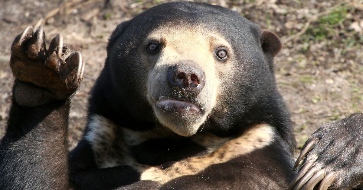 中にヒト入ってるよね？」中国の動物園のマレーグマに“着ぐるみ説“浮上。体のたるみは確かに… | ハフポスト WORLD