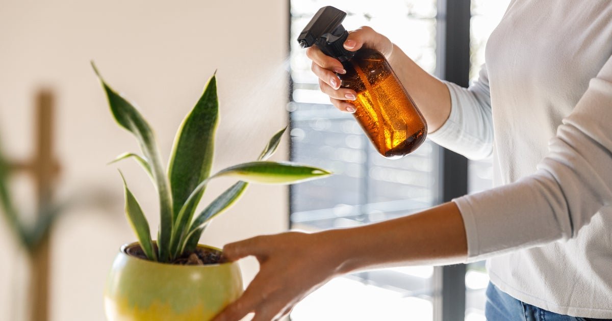 How To Keep Your Plants Watered When You're Away HuffPost UK Life