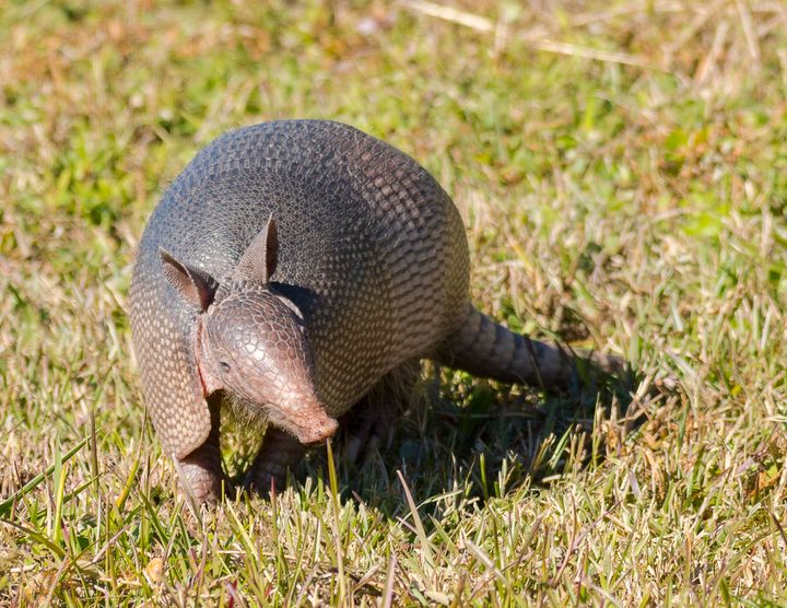 Though the reasons for transmission are not fully clear, leprosy can spread through prolonged contact with an infected person. Cases have also been linked to handling armadillos.