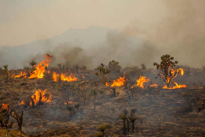 Joshua Trees burn in the York Fire, Sunday, July 30, 2023, in the Mojave National Preserve, Calif. 