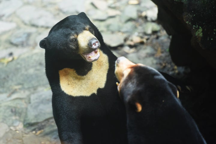 Two sun bears play at Hangzhou Zoo in Hangzhou, Zhejiang province, China, Aug 1, 2023.