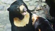 Chinese Zoo Denies Speculation Its Sun Bears Are ‘Humans In Disguise’