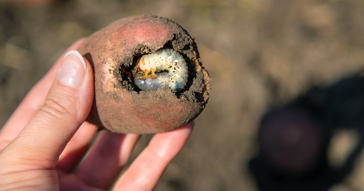 UK Gardeners Urged To Check For Yellow Patches On Grass