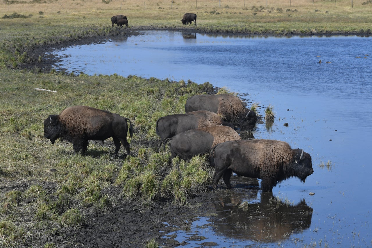 Bison owned by the Blackfeet Indian Tribe are seen on the tribe's reservation on Friday, Sept. 16, 2022, in East Glacier Park Village, Montana.