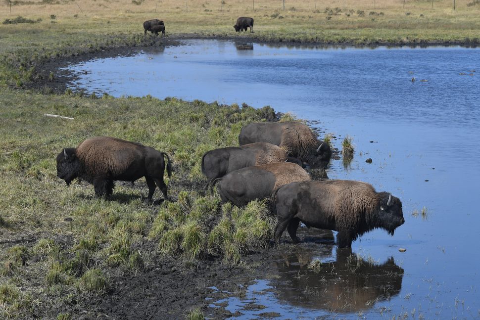 Billy Buffalo + 4 Other People Banned From Field