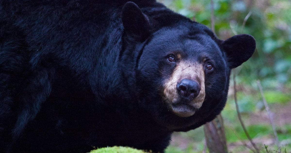 Bear Throws Man Across Garage, Bites His Head: ‘I Got Pummeled’ Bear Throws Man Across Garage, Bites His Head: ‘I Got Pummeled’