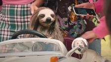 Watch A Killer Sloth Terrorize Sorority Sisters In 'Slotherhouse' Trailer
