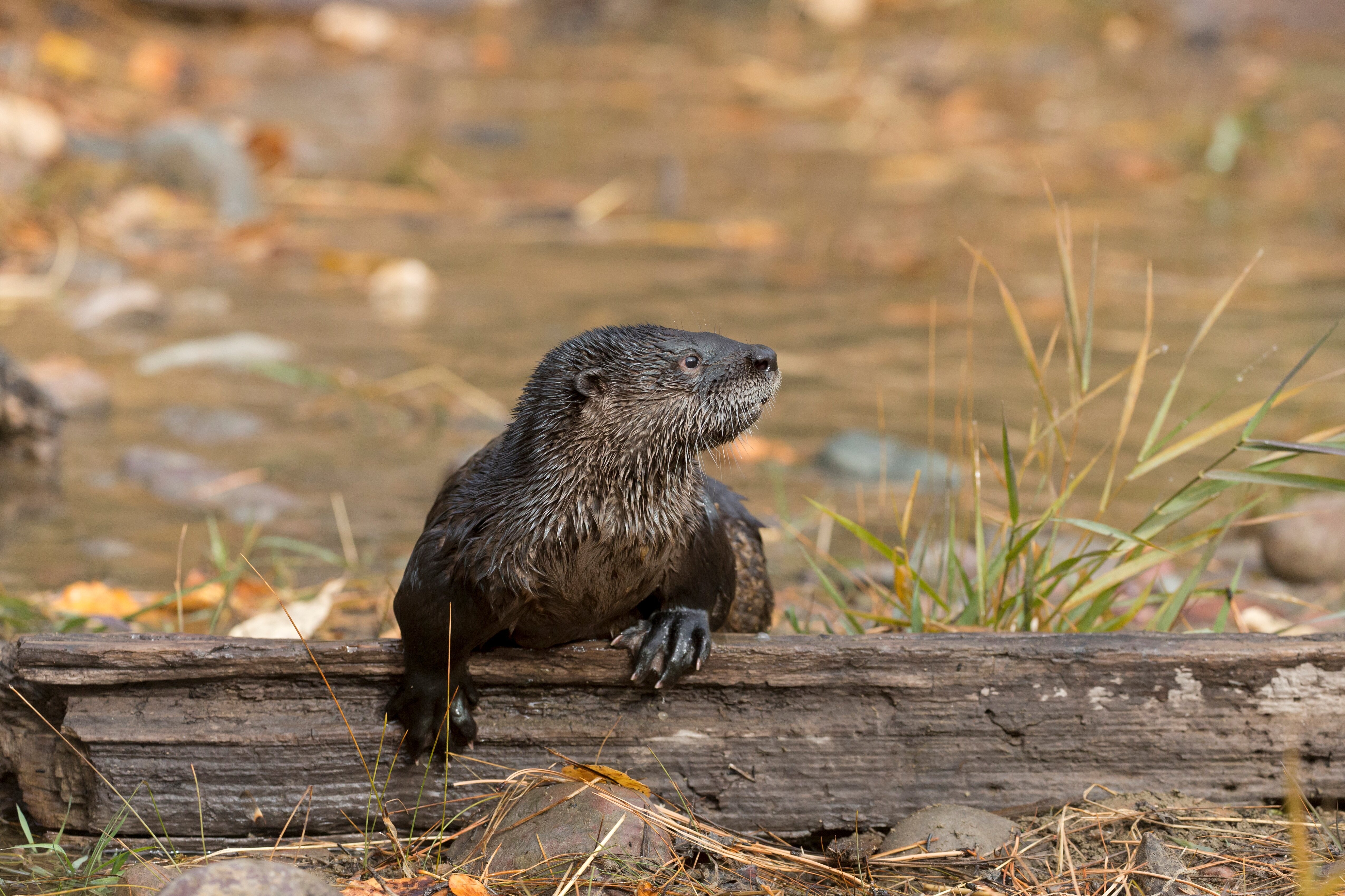 That S Not Normal Several Injured Following Rare Otter Attack In   64ccb41a21000033009d4800 