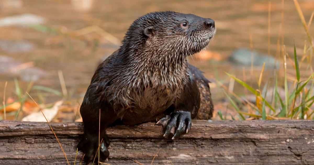 'That's Not Normal': Several Injured Following 'Rare' Otter Attack In Montana - Vimarsana News