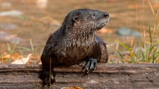 ‘That’s Not Normal’: Several Injured Following ‘Rare’ Otter Attack In Montana
