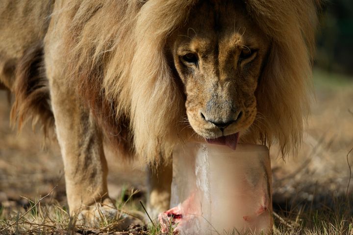 Ο Tiembe, το 15 ετών λιοντάρι από την Αγκόλα, γλείφει το κατεψυγμένο πρωινό του, στο Αττικό Ζωολογικό Πάρκο, στα Σπάτα (Αθήνα, Παρασκευή 4 Αυγούστου 2023) 