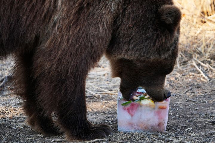 Ο Lotus, μια 4 ετών ευρωπαϊκή καφέ αρκούδα, δαγκώνει ένα κομμάτι πάγου με φρούτα, στο Αττικό Ζωολογικό Πάρκο (Αθήνα, Παρασκευή 4 Αυγούστου 2023).