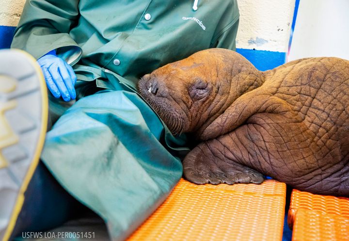 In this photo provided by the Alaska SeaLife Center, a Pacific walrus pup rests his head on the lap of a staff member after being admitted to the center's Wildlife Response Program in Seward, Alaska, on Tuesday, Aug. 1, 2023.