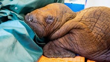 Rescued Baby Walrus Prescribed Cuddles As Part Of His Care Has Died