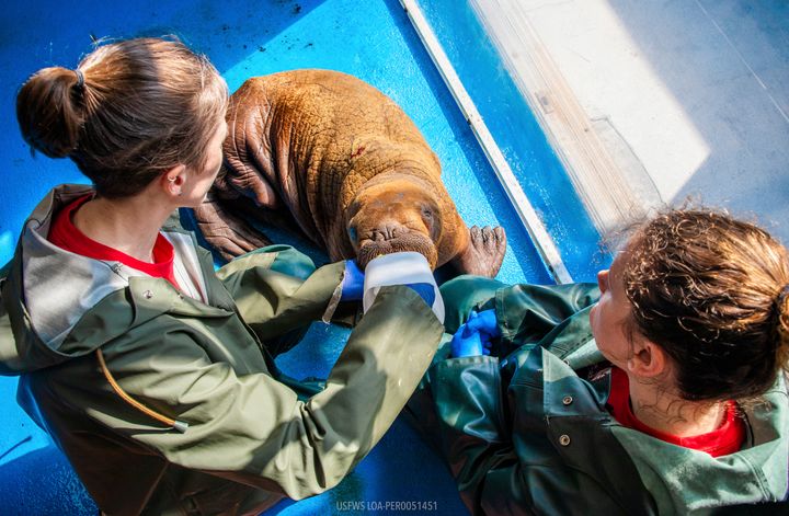 In this photo provided by the Alaska SeaLife Center, Wildlife Response Animal Care Specialists Halley Werner, left, and Savannah Costner feed formula to a male Pacific walrus calf who arrived as a patient in Seward, Alaska, on Tuesday, August 1, 2023. 