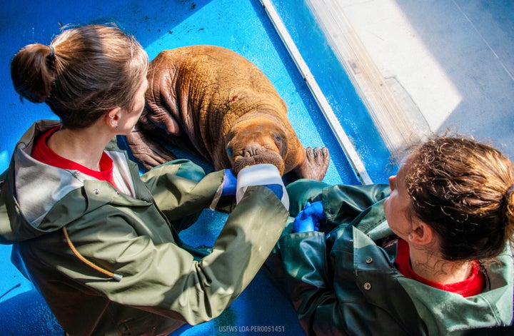 In this photo provided by the Alaska SeaLife Center, Wildlife Response Animal Care Specialists Halley Werner, left, and Savannah Costner feed formula to a male Pacific walrus calf who arrived as a patient in Seward, Alaska, on Tuesday, August 1, 2023. 