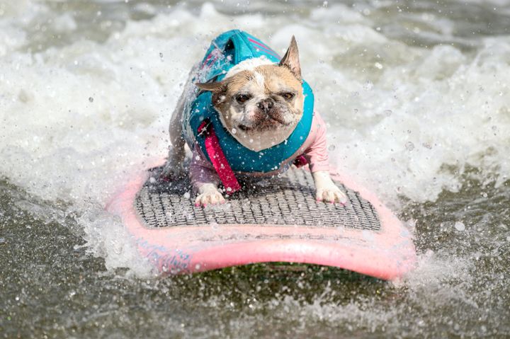 Cherie, a French bulldog, competes during the World Dog Surfing Championships in Pacifica, California, on Saturday. The pup went on to win best solo surf the medium dog category.