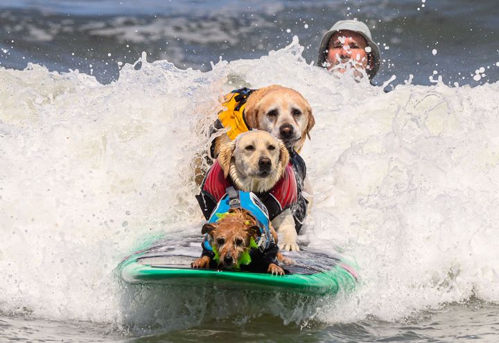 (From front to back) Carson, Rosie and Charlie Surfs Up compete during the World Dog Surfing Championships on Saturday.