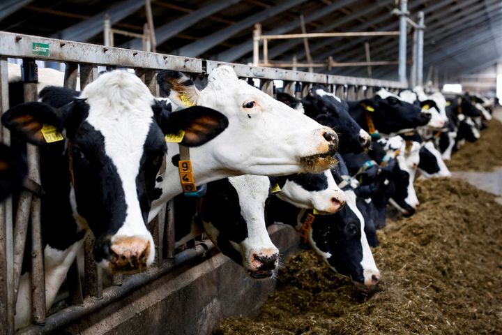 Φάρμα παραγωγής γαλακτοκομικών στην Ολλανδία 