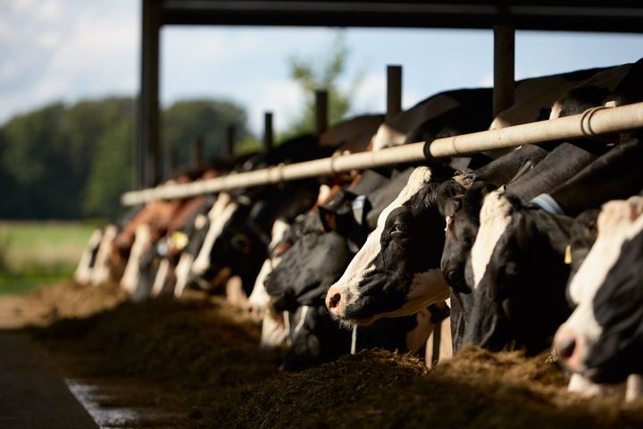 Αγελάδες σε φάρμα στην Ολλανδία 