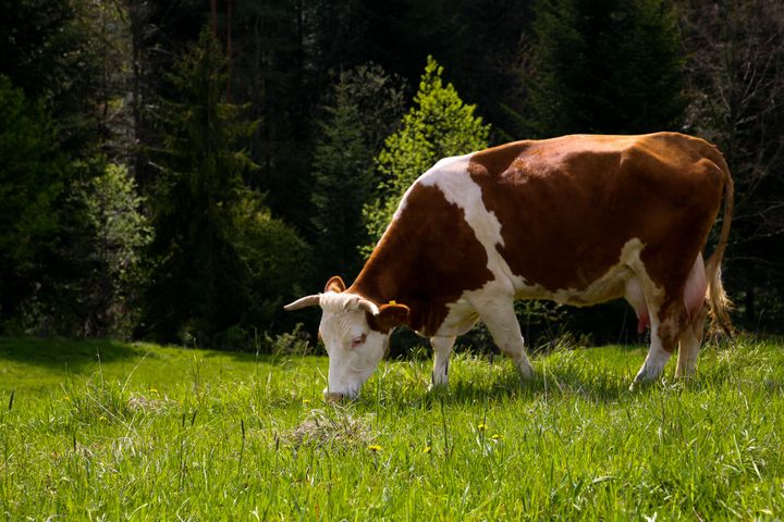 Αγελάδα βοσκάει σε ορεινή περιοχή στην Ολλανδία