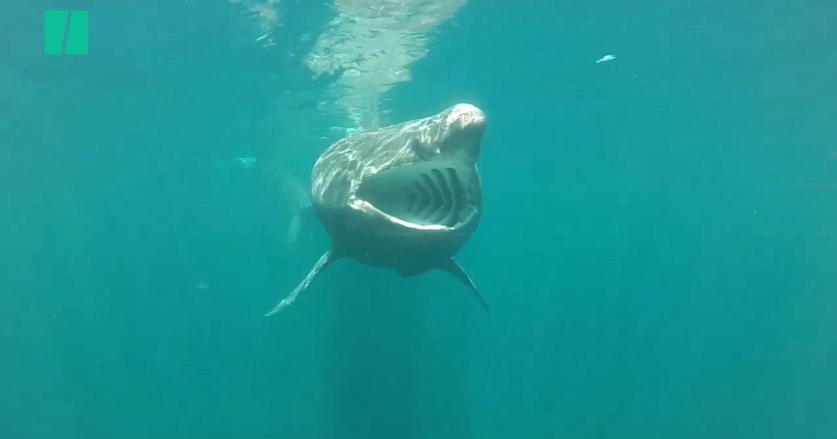Secret Lives Of Basking Sharks Caught On Autonomous Camera In Hebrides Huffpost Videos 3333