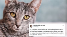 Just 32 Purr-Fect Tweets To Celebrate International Cat Day