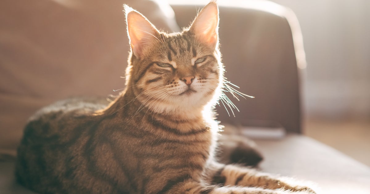 Just 32 Purr-Fect Tweets To Celebrate Cats Everywhere - Vimarsana News
