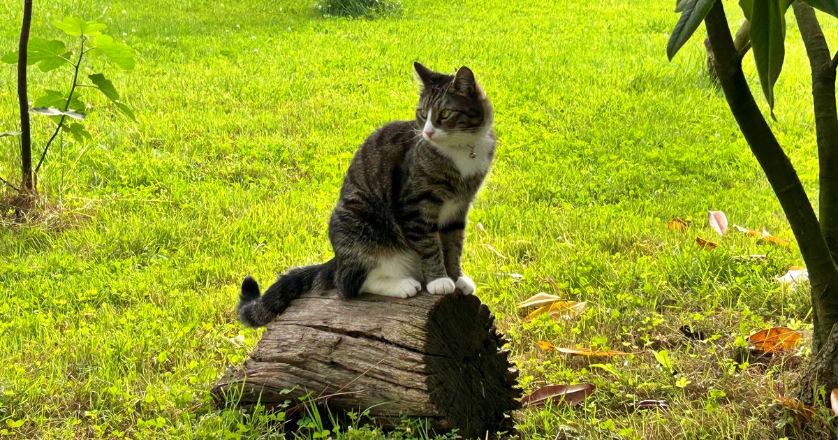 7-plants-that-will-deter-cats-from-pooping-on-your-lawn-huffpost-uk-life