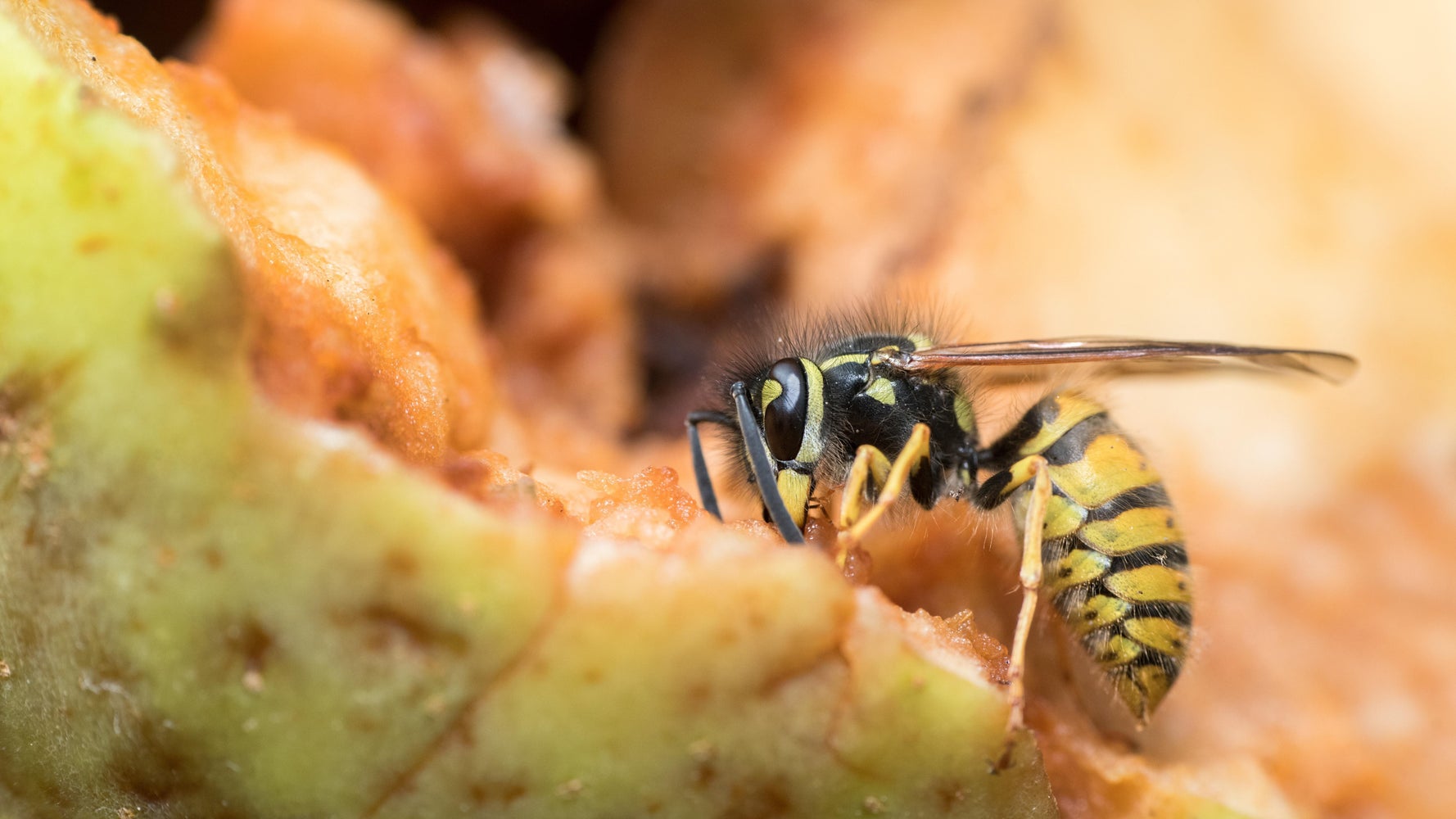 What smells deals do wasps hate