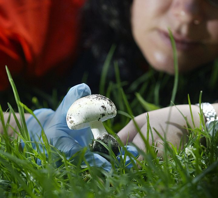 A death cap mushroom is seen growing at the Royal Botanic Gardens in Victoria, Australia, in 2005. The highly toxic mushrooms can be found growing in southeast Australia.