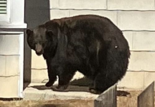 20以上の民家に押し入った巨大クマ、カリフォルニアで捕獲「木の実や虫を食べて太ったわけではない」 | ハフポスト WORLD